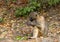 Juvenile baboon foraging on wild fruit