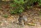 Juvenile baboon foraging on wild fruit