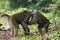 Juvenile Baboons Fighting