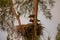 Juvenile Baby bald eaglet Haliaeetus leucocephalus in a nest