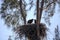 Juvenile Baby bald eaglet Haliaeetus leucocephalus in a nest on Marco Island