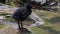 Juvenile baby Common moorhen Gallinula chloropus also known as the waterhen or swamp chicken