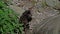 Juvenile baby Common moorhen Gallinula chloropus also known as the waterhen or swamp chicken