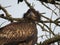 Juvenile Bald Eagle