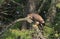 Juvenile Bald Eagle in Bright Sunshine