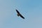 Juvenile bald eagle flying