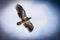 This is a Juvenile Bald Eagle flying over a Texas Lake