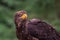 Juvenile Bald Eagle in Quebec