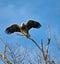 Juvenile Bald Eagle Ready to Fly