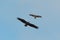 Juvenile bald eagle and red wing hawk flying together