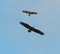 Juvenile bald eagle and red wing hawk flying together