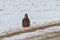 Juvenile Bald Eagle sitting on the ground in the snow.