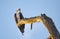 Juvenile Bald Eagle sitting on tree snag overlooking the river waiting