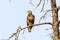 juvenile bald eagle without white head sitting in tree