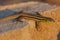 Juvenile Balkan green lizard Lacerta trilineata is a species of lizard in the Lacertidae family in sunset