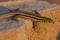 Juvenile Balkan green lizard Lacerta trilineata is a species of lizard in the Lacertidae family in sunset