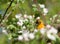 Juvenile Baltimore Oriole and Apple Blossoms