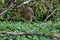 Juvenile Bare-throated tiger heron