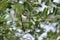 Juvenile Barn swallow on a tree