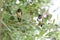 Juvenile Barn swallow on a tree
