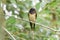 Juvenile Barn swallow on a tree
