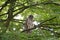 Juvenile barred owl