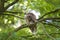 Juvenile barred owl