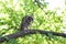 Juvenile barred owl