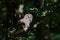 Juvenile barred owl