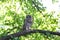 Juvenile barred owl