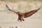 Juvenile Bateleur