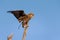 Juvenile Bateleur balancing on branch