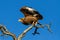 Juvenile Bateleur Eagle take off from branches with blue sky