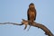 Juvenile Bateleur Eagle Terathopius ecaudatus perched in a tree