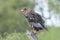 Juvenile Bateleur Eagle (Terathopius ecaudatus) South Africa