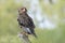 Juvenile Bateleur Eagle (Terathopius ecaudatus) South Africa