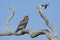 Juvenile Bateleur Eagle (Terathopius ecaudatus) South Africa