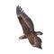 A Juvenile Bateleur in Flight. isolated