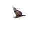 A Juvenile Bateleur in Flight. Isolated