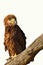 Juvenile bateleur (Terathopius ecaudatus)