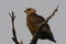 Juvenile bateleur (Terathopius ecaudatus)