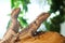 Juvenile bearded dragons