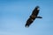A juvenile bearded vulture in flight, blue sky
