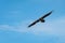 A juvenile bearded vulture in flight, blue sky