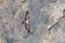 Juvenile bearded vulture gypaetus barbatus in flight, rock sca