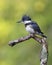 Juvenile Belted Kingfisher perched on a dead branch