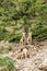 Juvenile Bighorn sheeps (Ovis canadensis)