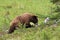 Juvenile Black Bear Foraging