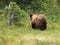 Juvenile Black Bear Walking Away