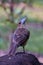 Juvenile Black Butcherbird in Queensland Australia.